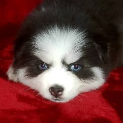 Pomsky Puppies For Rehoming
