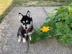 Pomsky Finding New Home