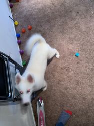 Selling 4 month old male pomsky