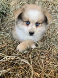 Pomsky blue eyed pup