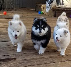 adorable Pomsky puppies are 10 weeks old