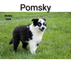 Pomsky puppies in Clare, mi. S. Athey Ave.