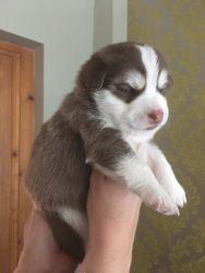 Pomsky puppies are ready for new homes