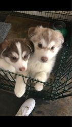 Pomsky pupies ready for new homes