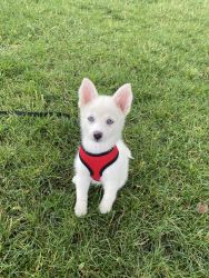 Cute pomsky puppy for sale