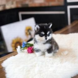 Pomsky puppies ready for a new home