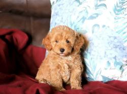 adorable Miniature Poodle puppy