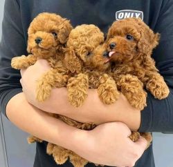 Toy Poodle puppies ready for their forever homes..
