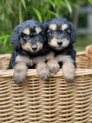 Poddle puppies