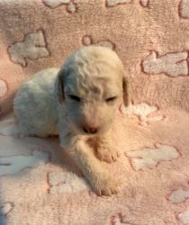 Standard Poodle Puppies!