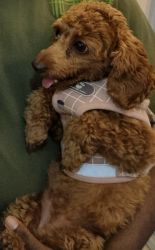 8 month old Toy Poodle