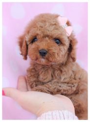 Toy poodle Puppy