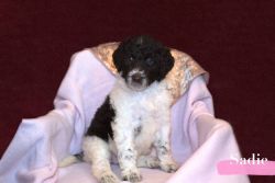AKC Registered Standard Poodle Puppies, Adorable