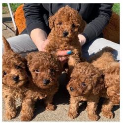 toy Poodle puppies