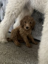 Female Standard Poodle puppy