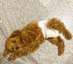 Toy poodle 5 months old for sale