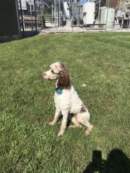 1yr old fully trained female standard poodle.