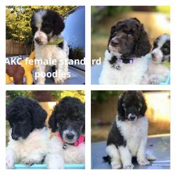Standard Poodle puppy’s