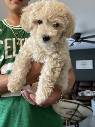 Beautiful female poodle puppy
