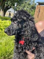 Standard Poodle Puppies *AKC Registered*