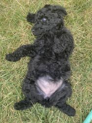 AKC full registration standard poodle puppies