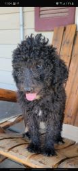Standard party poodle puppies