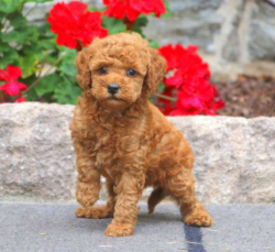 Poodle puppies for loving ho;es