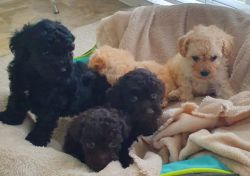 Beautiful Toy Poodle puppies for good home