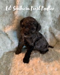Lil’ Southern Pearl Poodle Babies available