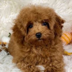 Poodle Puppies Ready For New Family