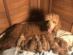Litter of Standard Poodle Puppies