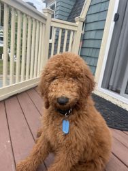 Male Standard poodle puppy (Name:Snoopy)