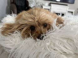 Oliver-Maltese Poodle