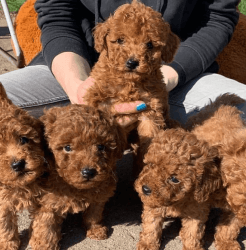 Teacup Poodle and Shitzu Puppies For Sale