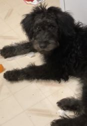 8 month Mix Poodle for sale in brooklyn park,MD