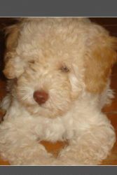 Toy poodle Puppy