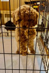 beautiful toy poodle puppy