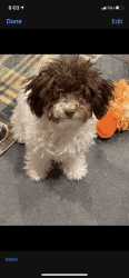 Adorable Sweet Toy Poodle