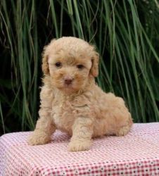 Amazing Toy Poodle Puppies.