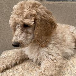 Beautiful poodle puppies!