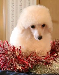 Poodle Toy male white puppy
