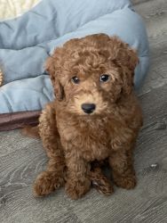 POODLE (TOY) PUPPY FOR SALE In North Royalton