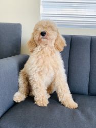 Our cute, pure breed standard poodle puppy looking for a new home