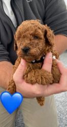 Toy Poodle puppies ready for new homes