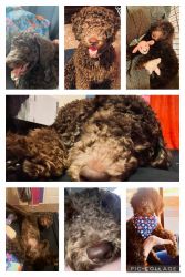 Chocolate poodle for sell