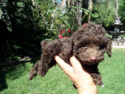 Fluffly Red Toy Poodle Puppies