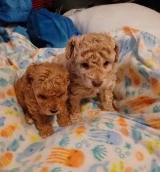 Poodle - Toy Poodle Puppy for Adoption CA.USA [DOGS] Doodle - Poodle