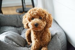 Beautiful Poodle Puppies for Adopt / sale in Washington [Dogs] Poodle