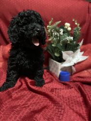 AKC Poodle puppies - Ready now!