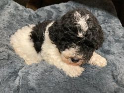 Toy poodle female puppy